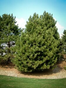 Сосна Чёрная (Pinus Nigra) купить по цене от 270.00р. в интернет-магазине «Посадика» с доставкой почтой в в Давлекановое и по всей России – [изображение №1].