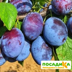 Слива Чачакская ранняя купить по цене от 229.00р. в интернет-магазине «Посадика» с доставкой почтой в в Давлекановое и по всей России – [изображение №1].