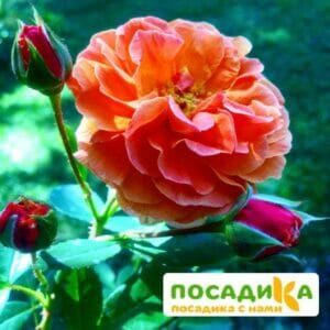 Роза Арабия купить по цене от 350.00р. в интернет-магазине «Посадика» с доставкой почтой в в Давлекановое и по всей России – [изображение №1].