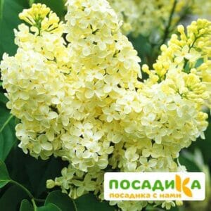 Сирень Примроуз (Primrose) купить по цене от 529.00р. в интернет-магазине «Посадика» с доставкой почтой в в Давлекановое и по всей России – [изображение №1].