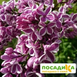 Сирень Сенсация купить по цене от 529.00р. в интернет-магазине «Посадика» с доставкой почтой в в Давлекановое и по всей России – [изображение №1].