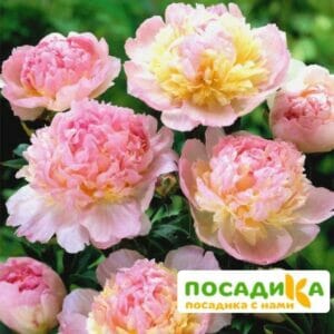 Пион Распберри Сандей (Paeonia Raspberry Sundae) купить по цене от 959р. в интернет-магазине «Посадика» с доставкой почтой в в Давлекановое и по всей России – [изображение №1].