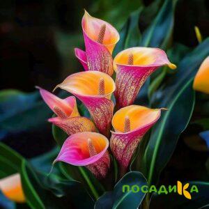 Калла Оникс купить по цене от 450р. в интернет-магазине «Посадика» с доставкой почтой в в Давлекановое и по всей России – [изображение №1].