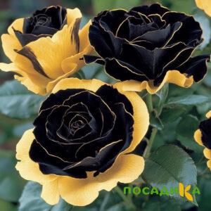 Роза Ханни Сикл купить по цене от 700р. в интернет-магазине «Посадика» с доставкой почтой в в Давлекановое и по всей России – [изображение №1].