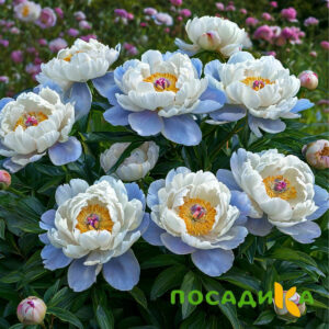 Пион акварельный Этюд купить по цене от 806р. в интернет-магазине «Посадика» с доставкой почтой в в Давлекановое и по всей России – [изображение №1].