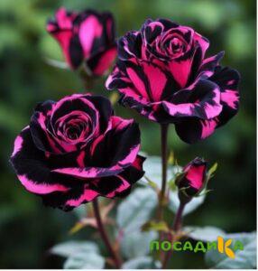 Роза Багровый Шепот купить по цене от 366р. в интернет-магазине «Посадика» с доставкой почтой в в Давлекановое и по всей России – [изображение №1].
