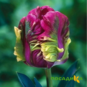Тюльпан Экзотик Хэвен купить по цене от 186р. в интернет-магазине «Посадика» с доставкой почтой в в Давлекановое и по всей России – [изображение №1].