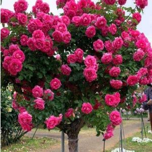 Роза Версаля купить по цене от 232р. в интернет-магазине «Посадика» с доставкой почтой в в Давлекановое и по всей России – [изображение №1].