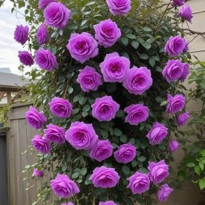 Роза Мистик Уайт купить по цене от 620р. в интернет-магазине «Посадика» с доставкой почтой в в Давлекановое и по всей России – [изображение №1].