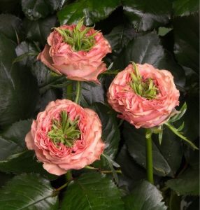 Роза Амбер Инчант купить по цене от 495р. в интернет-магазине «Посадика» с доставкой почтой в в Давлекановое и по всей России – [изображение №1].