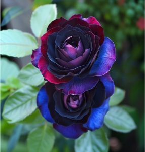 Роза Скарлет Рэвери купить по цене от 489р. в интернет-магазине «Посадика» с доставкой почтой в в Давлекановое и по всей России – [изображение №1].