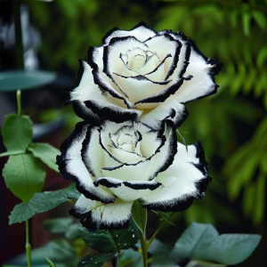 Роза Силк Ивин купить по цене от 319р. в интернет-магазине «Посадика» с доставкой почтой в в Давлекановое и по всей России – [изображение №1].