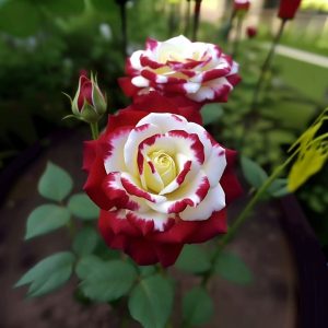 Роза Роял Глом купить по цене от 401р. в интернет-магазине «Посадика» с доставкой почтой в в Давлекановое и по всей России – [изображение №1].