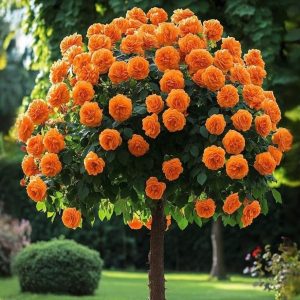 Роза Солнечный Шарм купить по цене от 349р. в интернет-магазине «Посадика» с доставкой почтой в в Давлекановое и по всей России – [изображение №1].