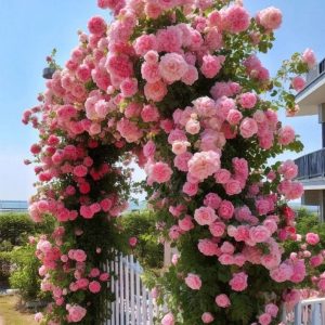 Роза Пастель Розе купить по цене от 605р. в интернет-магазине «Посадика» с доставкой почтой в в Давлекановое и по всей России – [изображение №1].