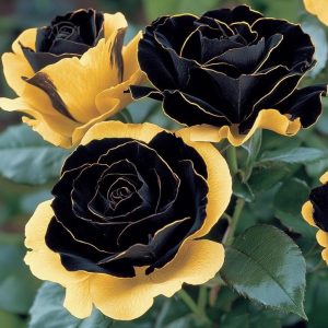 Роза Ханни Сикл купить по цене от 700р. в интернет-магазине «Посадика» с доставкой почтой в в Давлекановое и по всей России – [изображение №1].