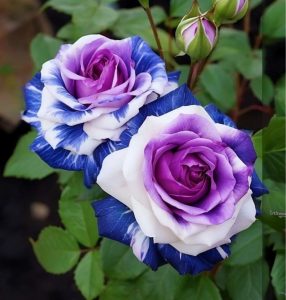 Роза Айвори Каскад купить по цене от 420р. в интернет-магазине «Посадика» с доставкой почтой в в Давлекановое и по всей России – [изображение №1].