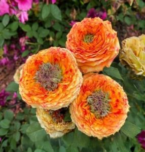 Роза Золотой Мираж купить по цене от 420р. в интернет-магазине «Посадика» с доставкой почтой в в Давлекановое и по всей России – [изображение №1].