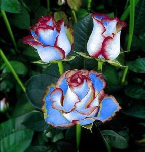 Роза Сафайер Пэтл купить по цене от 450р. в интернет-магазине «Посадика» с доставкой почтой в в Давлекановое и по всей России – [изображение №1].